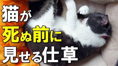 猫死|猫の死期が近づくと顔つきが変わる？見逃せないサイ。